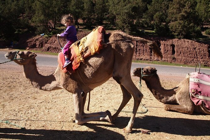 Day Trip to Atlas Mountains Ourika Waterfall & Berber Villages & With Camel Rid - Weather Contingency