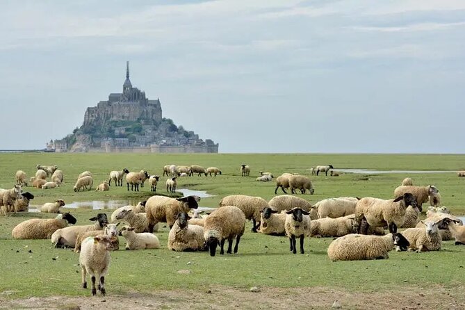 Day Trip With a Local Driver Mont Saint Michel From Saint Malo 6h - Cancellation Policy and Reviews