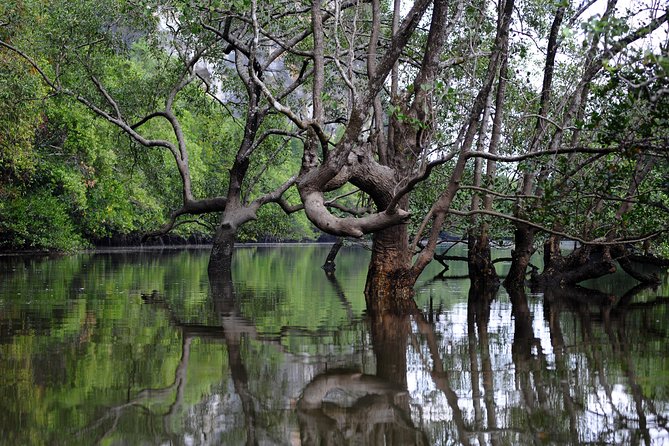 Deep Mangrove and Canyon Kayak Tour in Krabi - Tour Highlights and Logistics