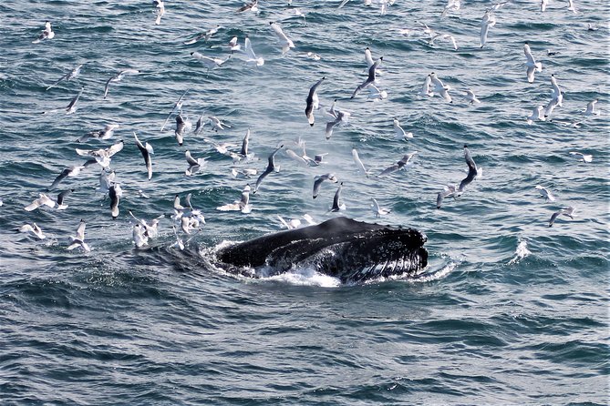 Deluxe Whale Watching and Whales of Iceland Exhibition Combo From Reykjavik - Boat Description and Guide Information