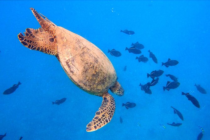 Diamond Head Sailing and Turtle Snorkeling Tour in Waikiki - Traveler Photos