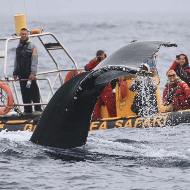 Dingle Sea Safari Rib Ride - Last Words