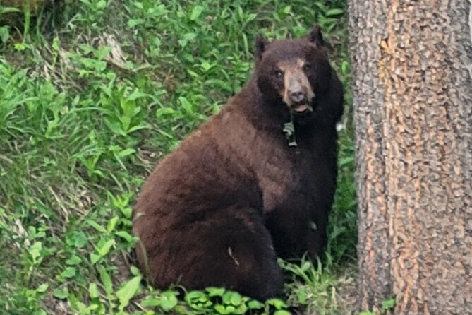 Discover Banff National Park - Day Trip - Small-Group Tour Itinerary