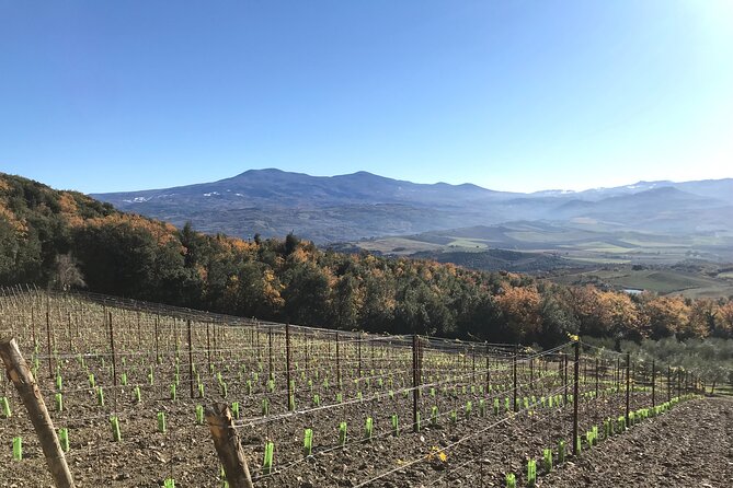 Discover Brunello Wines With Diwine Experience - Meet the Winemakers