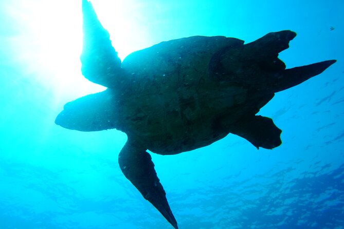 Discover Scuba Diving in Sal - Maximum Travelers and Service Animals