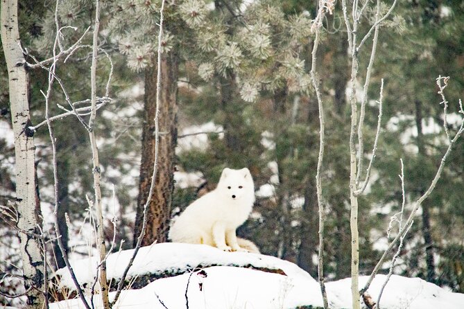 Discover Whitehorse With Northern Lights and Yukon Wildlife Tour - Traveler Insights