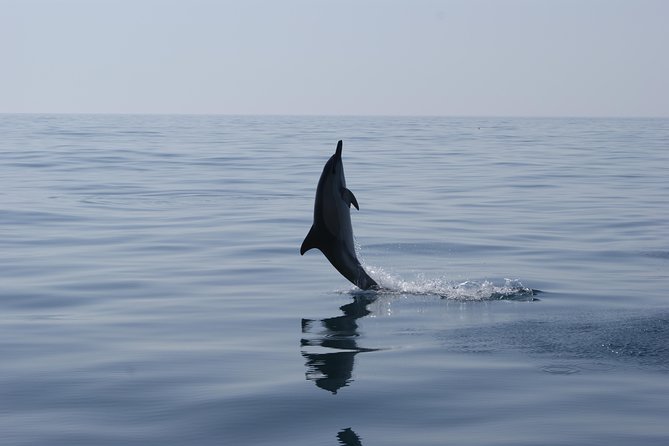 Dolphin Watching and Cave Tour From Vilamoura - Common questions