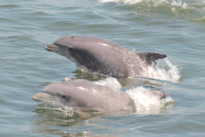 Dolphin Watching Around Cape May - Traveler Feedback