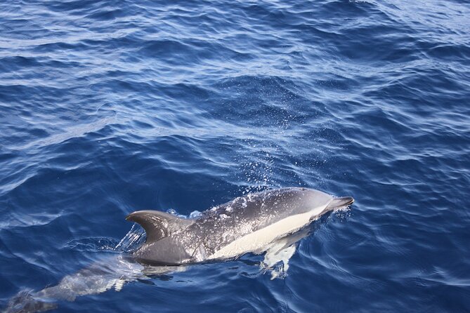 Dolphin Watching Cruise to Lobos Island - Last Words