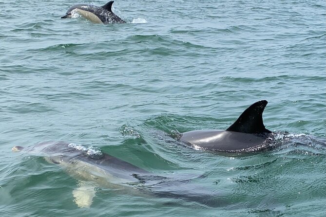 Dolphin Watching in Lisbon - Reviews and Booking Information