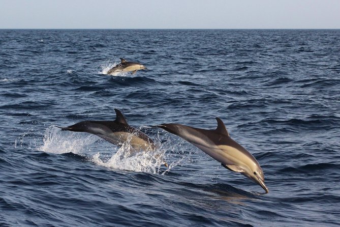 Dolphin-Watching in Marina De Lagos - Common questions