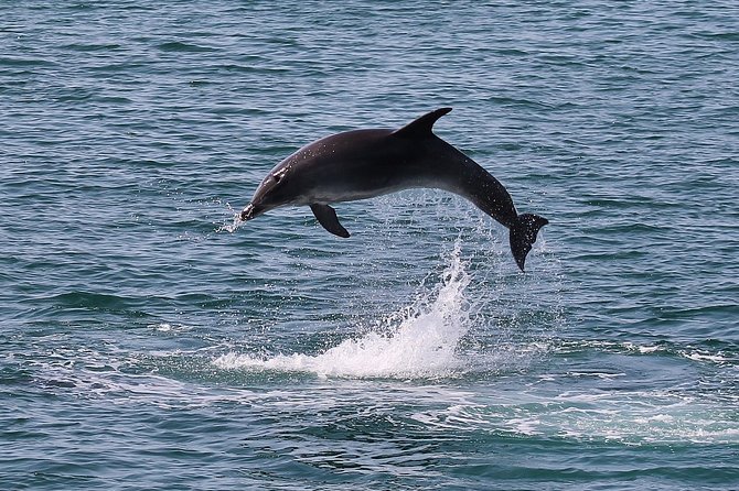 Dolphin Watching Tour by Catamaran From Lisbon - Pricing Details