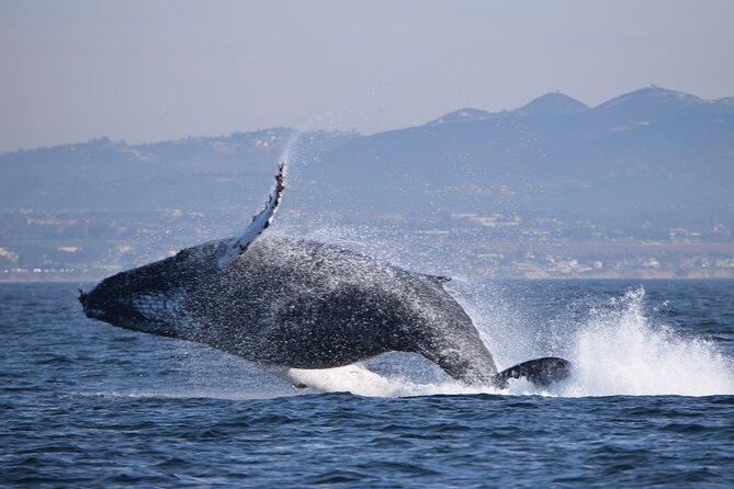 Dolphin & Whale Watching - Oceanside Harbor Route