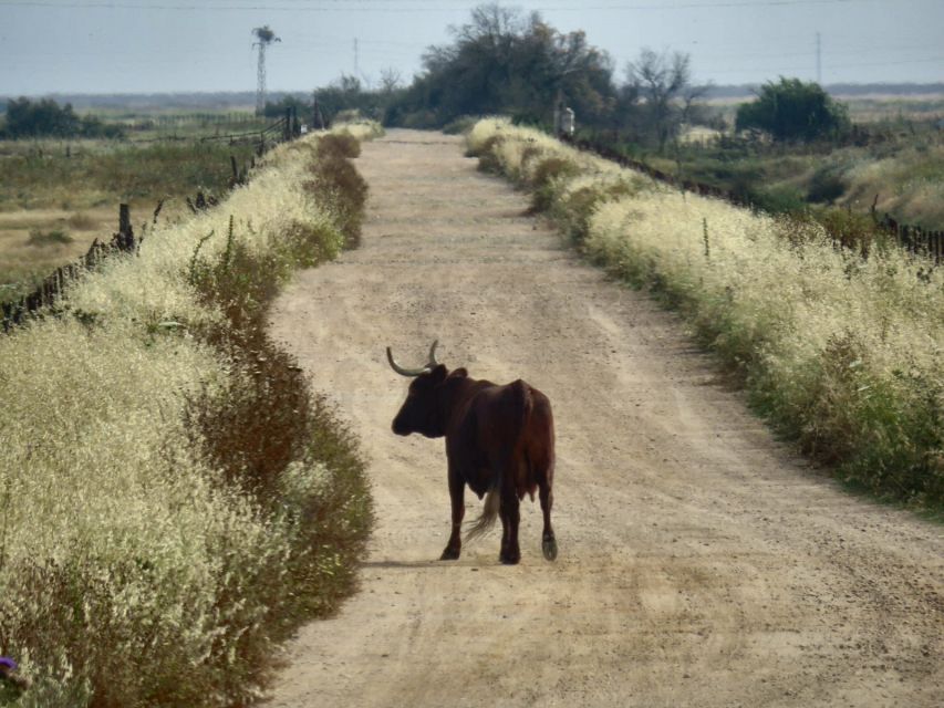 Doñana National Park: 2-Day Tour From Seville - Insider Tips for a Great Experience