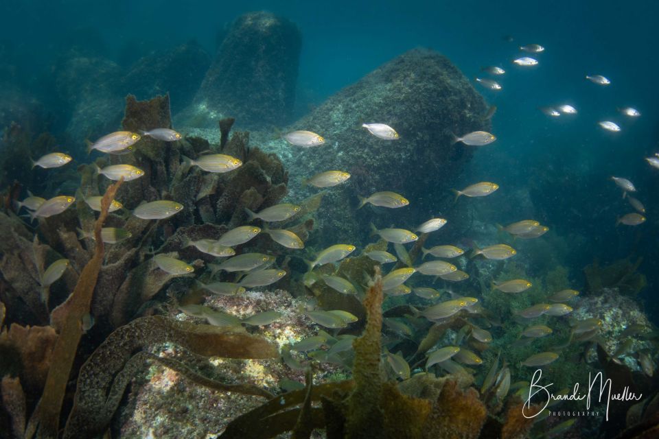 Double Scuba Dive on a Marine Reserve - Safety Protocols