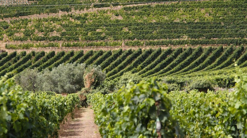 Douro Valley: Private Tour 2 Vineyards & River Cruise - Dietary Options & Special Requests