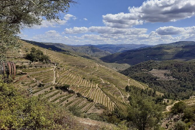 Douro Valley Small-Group Tour: 2 Wineries, Lunch, Optional Cruise - Overall Guest Satisfaction