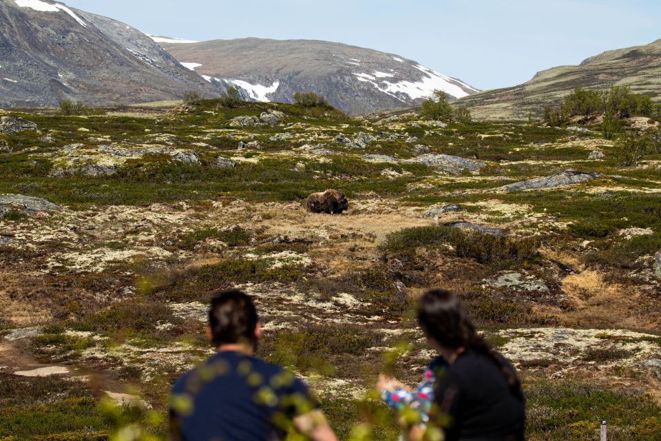 Dovrefjell National Park: Hiking Tour and Musk Ox Safari - Starting Location Details