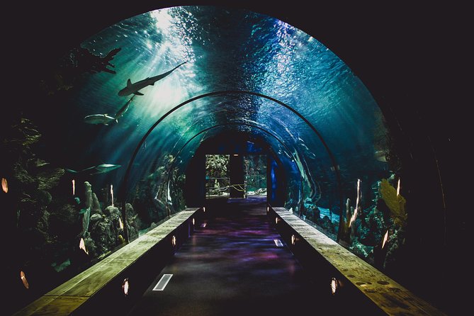 Dubai Aquarium and Underwater Zoo Admission Ticket With Options - Comparison With VIP Pass Options