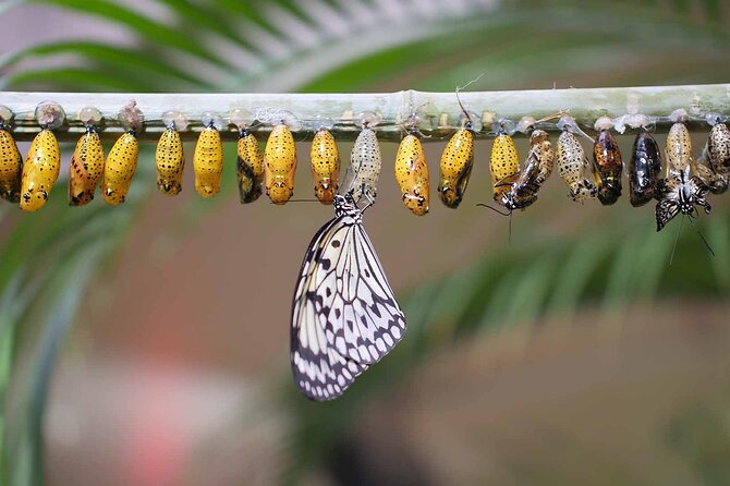 Dubai Butterfly Garden : Skip The Line / Mobile Voucher Accepted - Additional Information and Pricing