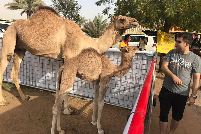 Dubai Desert Safari With BBQ Dinner, Sandboarding, Camels & Shows - Common questions