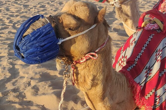 Dubai Half Day Desert Safari Tour With Quad Bike, Camel Ride & BBQ Dinner - Cancellation and Refund Policy