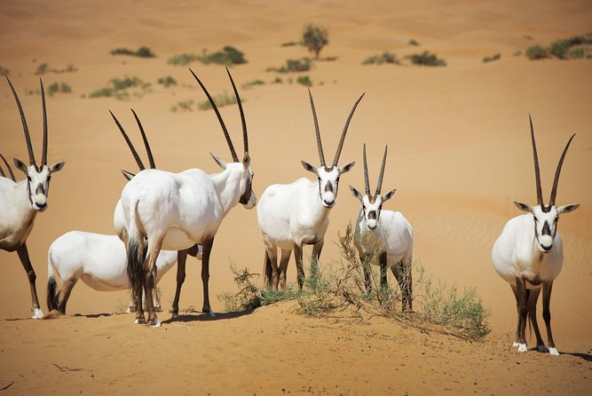 Dubai Heritage Land Rover Desert Safari With Traditional Dinner - Conservation Contribution