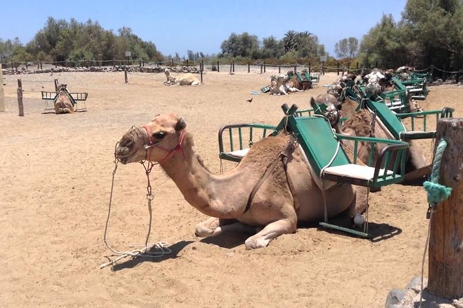 E-Bike City Tour With Camel Safari on the Maspalomas Dunes - Additional Information