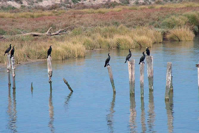 El Rocio, Donana Natural Park and Matalascanas Beach Day Trip From Seville - Highlights