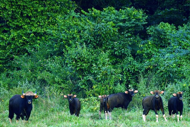 Elephant and Animal Watching in Kuiburi National Park - Join Afternoon Tour - Common questions