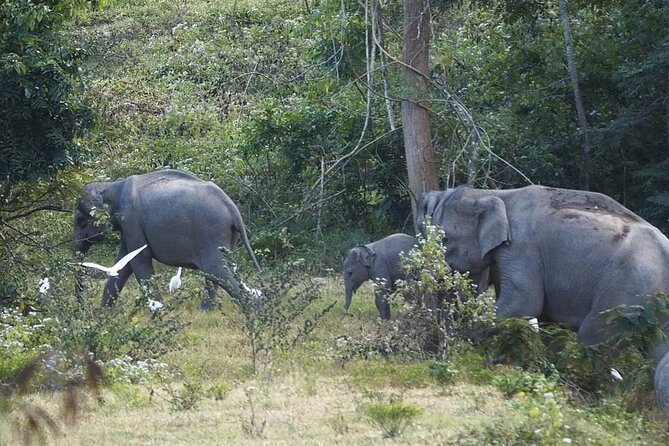Elephant and Wildlife Watching in Kuiburi National Park - Private Afternoon Tour - Additional Information
