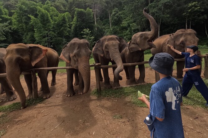 Elephant Care Program at Chiangmai Elephant Care - Traveler Reviews