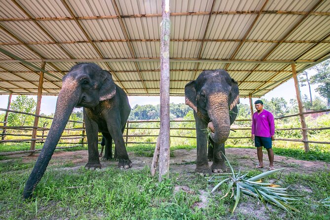 Elephant Sanctuary Small Group Tour in Phuket - Transport Options and Pickup Details