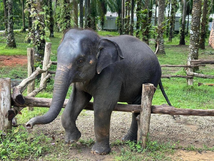 Enjoy Elephant Bathing & Herb With Elephant - Morning and Afternoon Sessions