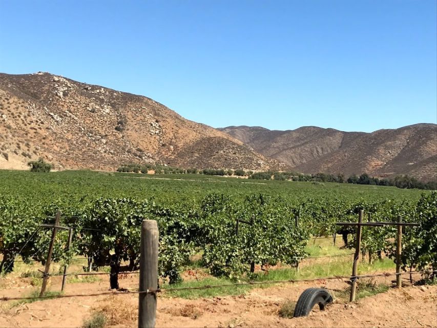 Ensenada: Wine Tasting Tour in Valle De Guadalupe - Future Visits
