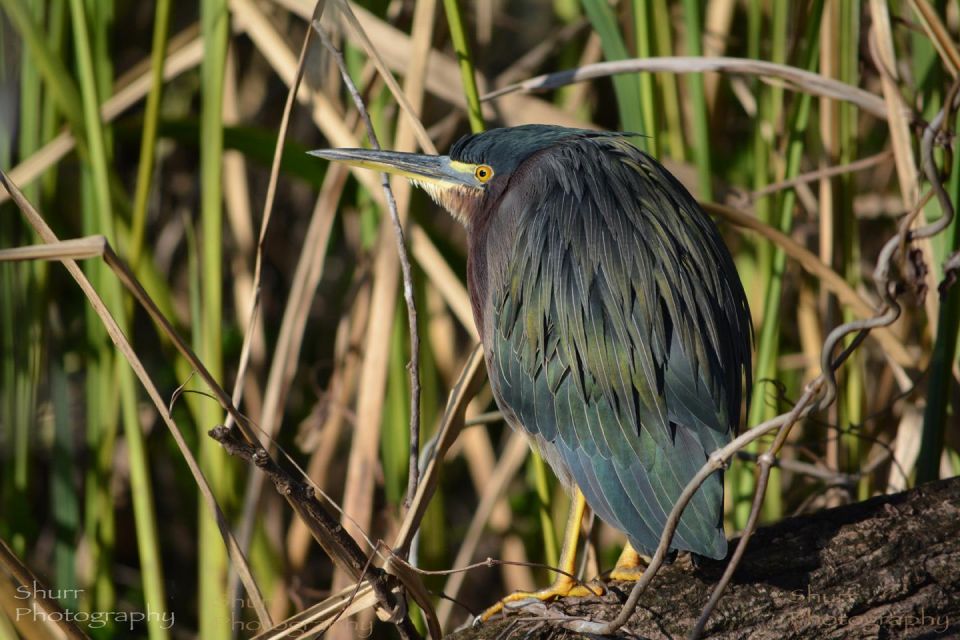 Everglades Kayak Safari Adventure Through Mangrove Tunnels - Important Information for Participants