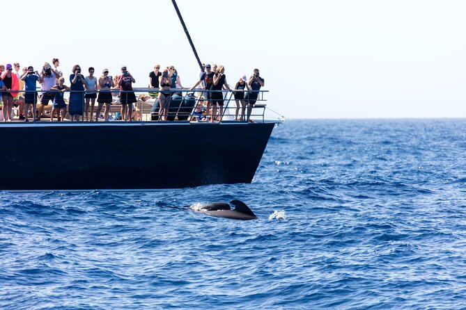 Exclusive Freebird Catamaran Whale & Dolphin to Masca From South - Pricing Details