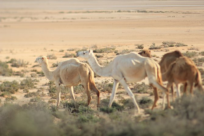 Excursion Djerba -MATMATA-KSAR GHILANE Tiniri Camp, Timbaïne - Additional Cancellation Information