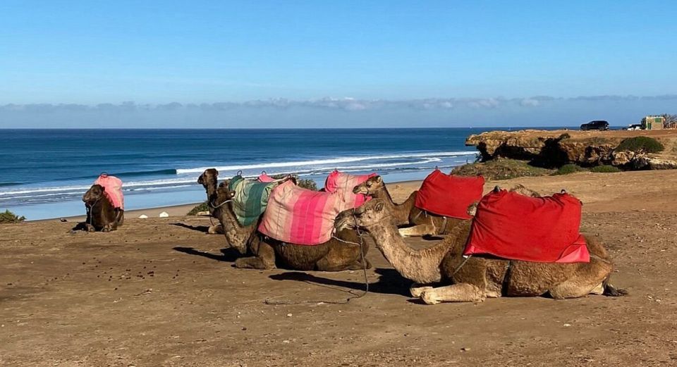 Explore Tangier's Rich Heritage From Malaga - Camel Ride at Achakkar Beach