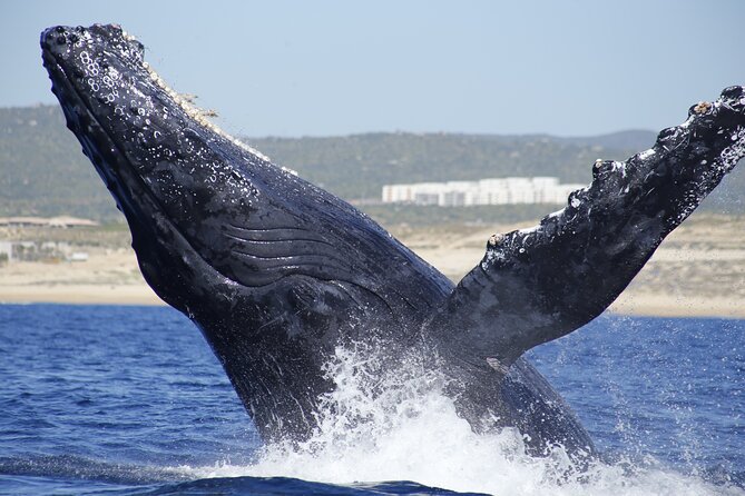 Family BEST Whale Watching Tour - Accessibility and Cruise Ship Information