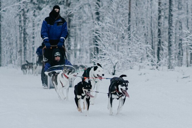 Family Day: Reindeer and Husky by Snowmobile in Levi - Copyright and Terms