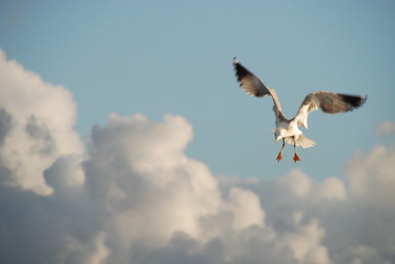 Faro: Ria Formosa Natural Park Segway Tour & Birdwatching - Exclusions: Food, Beverages, Pregnancy