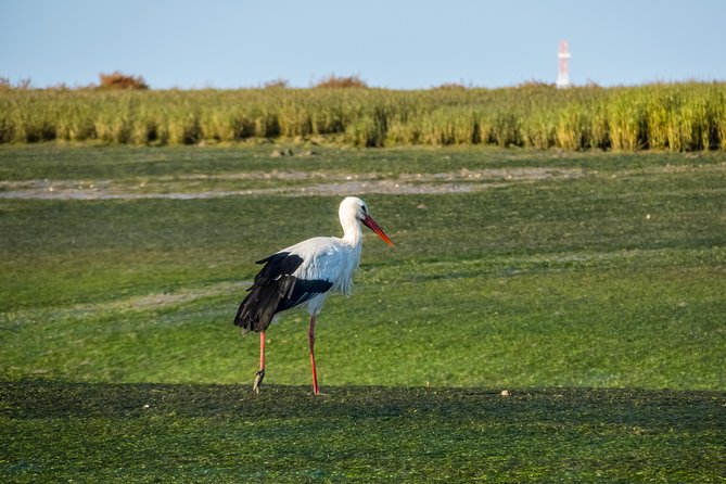 Faro to Ilha Deserta, Rio Formosa Natural Park Eco-Tour - Common questions