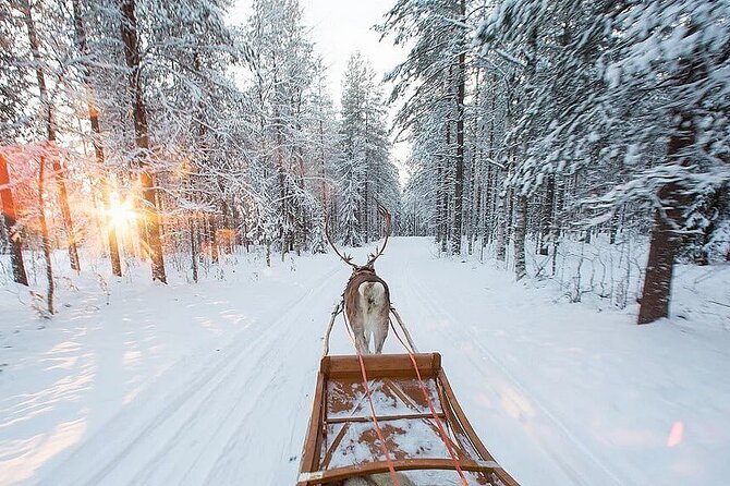 Forest Trail Reindeer Safari - Booking Information