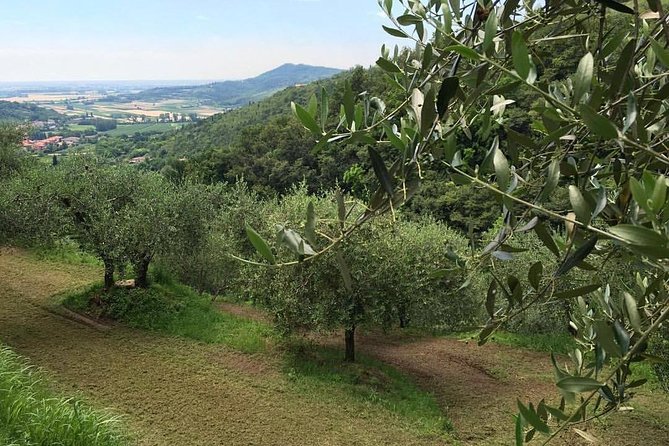 From Abano Montegrotto Olive Oil & Wine in the Euganean Hills - Additional Information