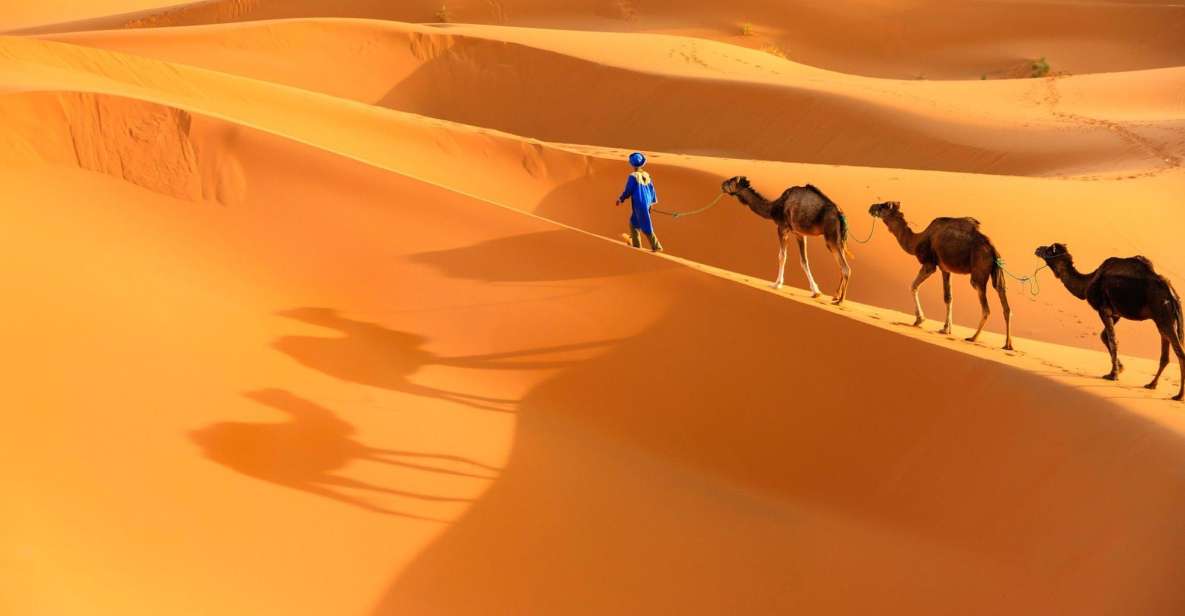From Agadir: Camel Ride and Flamingo Trek - Safety Measures