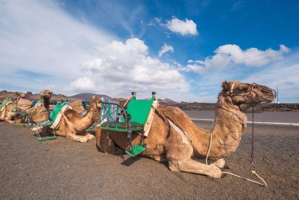 From Agadir or Taghazout: Camel Ride and Flamingo River Tour - Inclusions