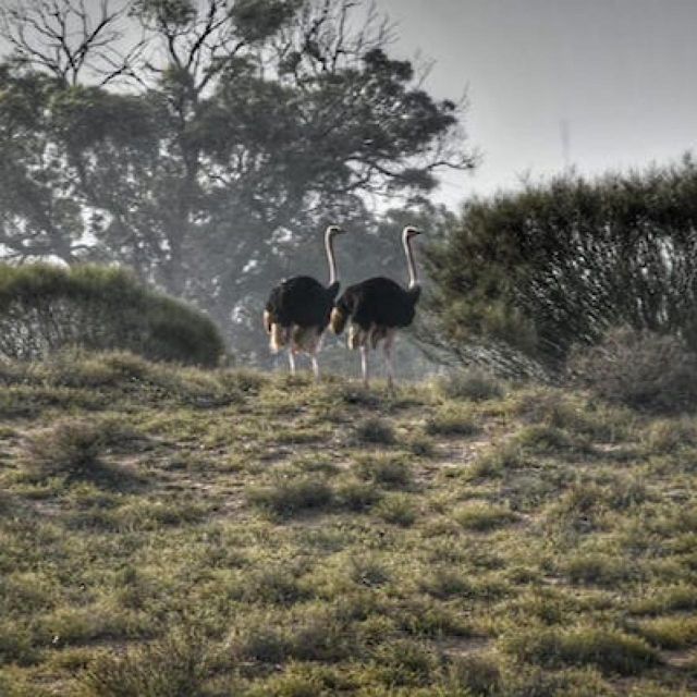 From Agadir: Safaris & Wildlife With Lunch - Product Information