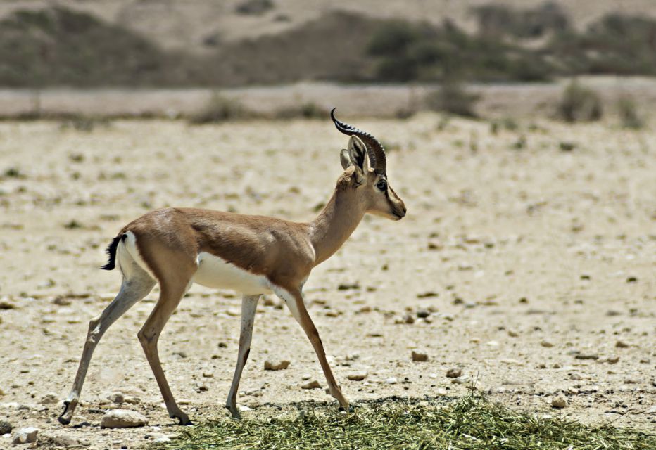 From Agadir: Souss Massa National Park Tour - Customer Experience