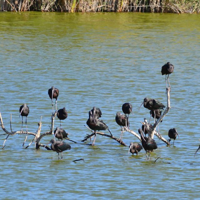 From Agadir: Souss-Massa Park Bird Watching Private Tour - Booking Flexibility